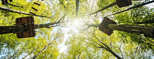 TreeClimbing